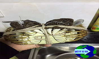 如何选择优质的蟹苗